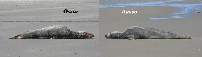 Hilde Saesen, vrijwilligster bij het NorthSealTeam, doopte de grijze zeehond Rasco en maakte deze treffende vergelijkende collage met Oscar, de grijze zeehond die een paar jaar terug aan onze kust opdook