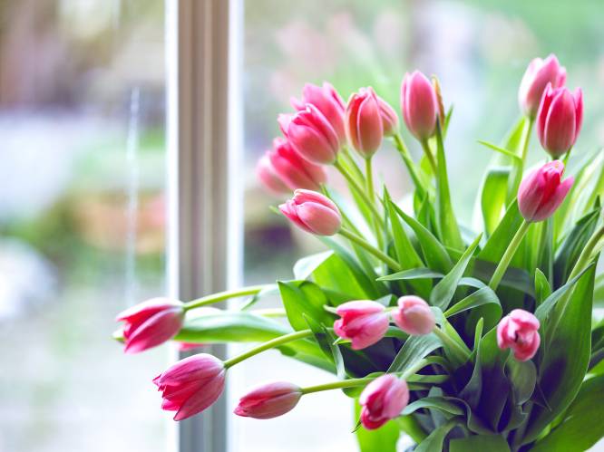 Van kleingeld tot suiker: zeven tips om je tulpen langer rechtop te helpen staan