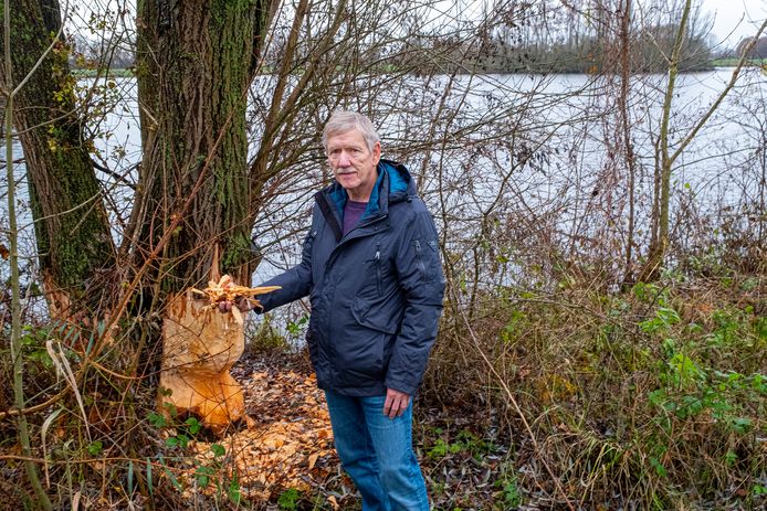 Bevers doen zich tegoed aan bomen Mookerplas: ‘Straks staat hier niets ...