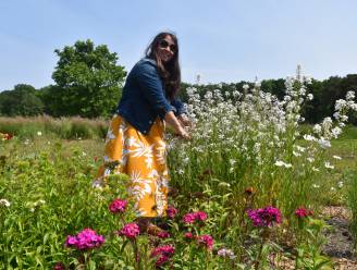 Bio bloemenkwekerij De Blije Vlinders: kunstmest komt er niet in