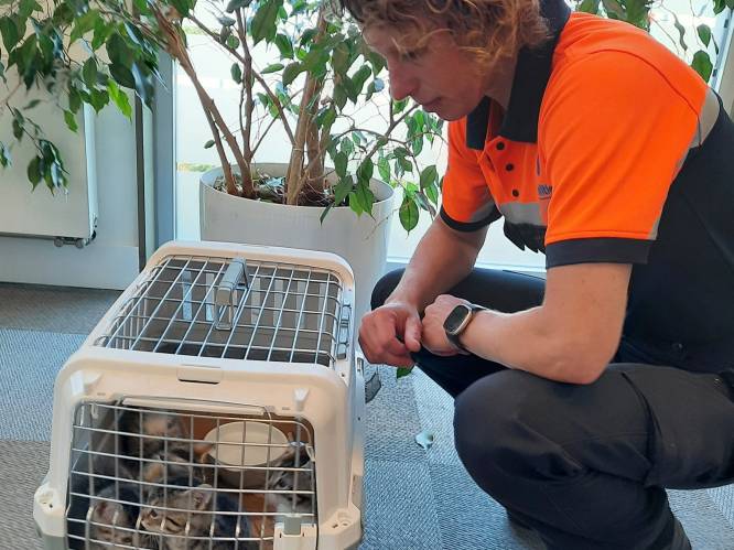 Politie ontfermt zich over vijf gedumpte katjes van acht weken oud 