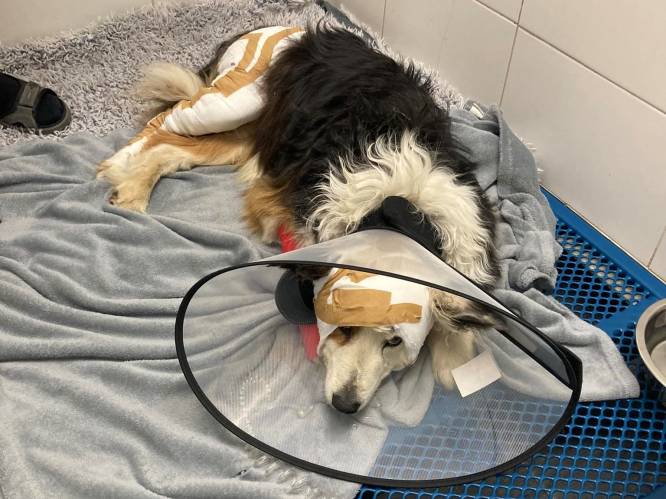 Loslopende honden bijten bordercollie en baasje, buurtbewoners Millegempad vragen om maatregelen: “Wat als die beesten ooit een kind aanvallen?”
