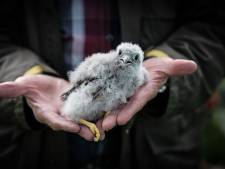 Moeder torenvalk houdt scherp in de gaten hoe haar kuikens geringd worden: ‘Zo min mogelijk verstoring’