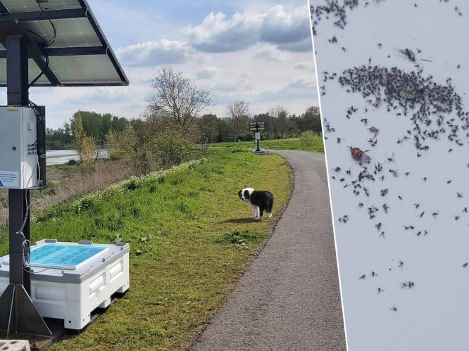 Zoveelste knijtenzomer op rij in Gentbrugge, en daar valt voorlopig weinig aan te doen: “Ten vroegste in 2026 zorgt getijdenwerking voor beterschap”