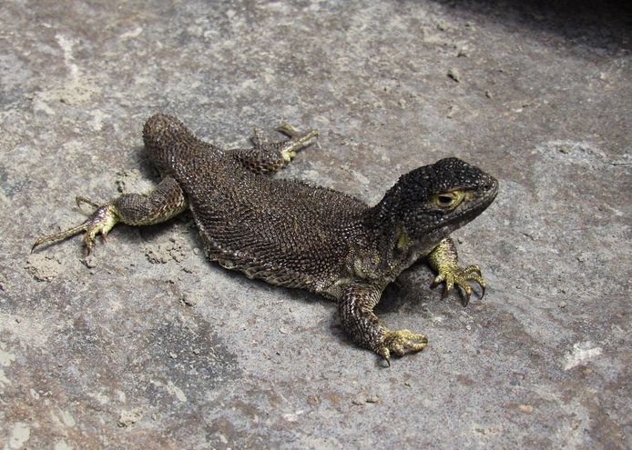Une nouvelle espèce de lézard, baptisée Liolaemus warjantay, a été découverte au Pérou.