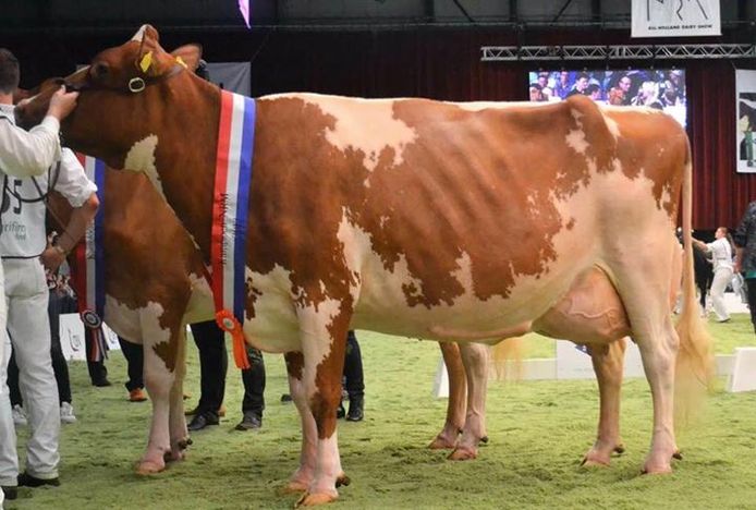 Kampioenskoe Plattery Princesse van de familie Eggerink uit Rectum (Wierden).