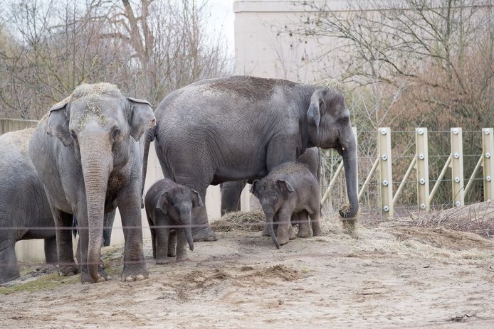 MUIZEN - babyolifanten mogen voor het eerst naar buiten in Dierenpark Planckendael - AVH - Foto David Legreve