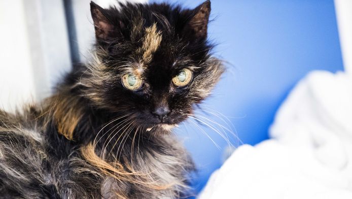 Mulan kan terug naar huis.