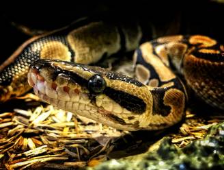 
Vijf meter lange python slokt vrouw op in Indonesië