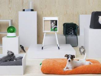 Stijlvol en budgetvriendelijk: Ikea lanceert eerste lijn voor honden en katten