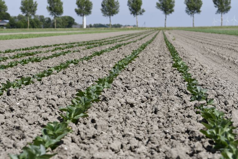 Omdat gewassen op verschillende tijdstippen worden geoogst, gaat niet alles in één keer van het land, zoals bij monoculturen. Beeld Oane de Hoop