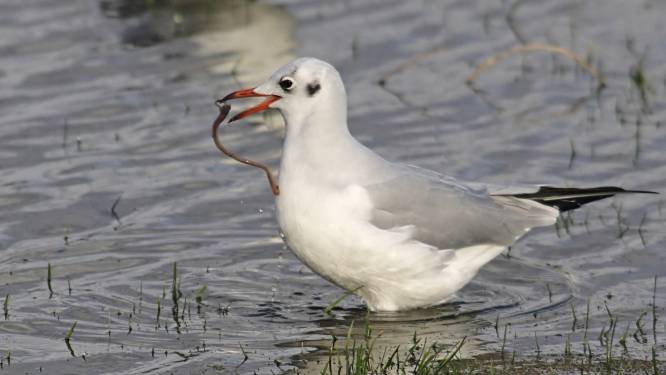 Vogelgriep rukt op onder kokmeeuwen in Nederland, ook in Ermelo besmette vogels gevonden 