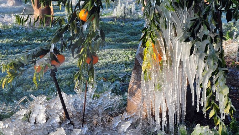 IJs op een sinasappelboom in Griekenland. Beeld epa
