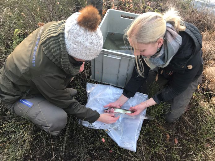 Boswachter van Natuurmonumenten Anette den Dulk (l) en Laura van Veenhuisen van Stichting Bargerveen zetten snoeken uit in het Van Esshenven.