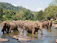 Zeven wilde olifanten geëlektrocuteerd door slappe hoogspanningslijn in Oost-India
