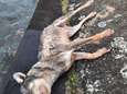 Un loup noyé repêché du canal Albert