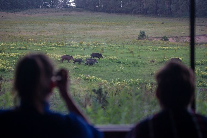 Wild spotten op de Veluwe.