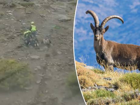 Des touristes belges et néerlandais frôlent la mort après avoir été attaqués par un bouquetin en Espagne
