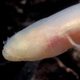 Duiker ontdekt eerste grotvis in Europa