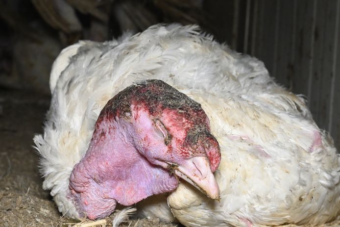 Dierenrechtenorganisatie GAIA kaart de toestand in de Vlaamse kalkoenkwekerijen aan.