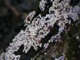 Chondrostereum purpureum, ook bekend als de paarse korstzwam of loodglansschimmel, infecteert gewoonlijk bomen.