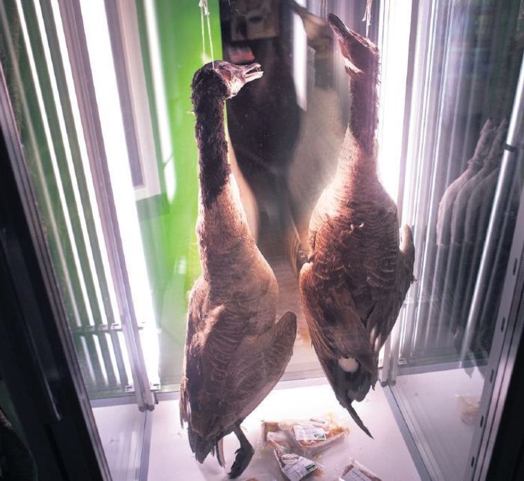 Twee Canadese ganzen in een koelvitrine van Hollands Wild. Beeld Maarten Hartman
