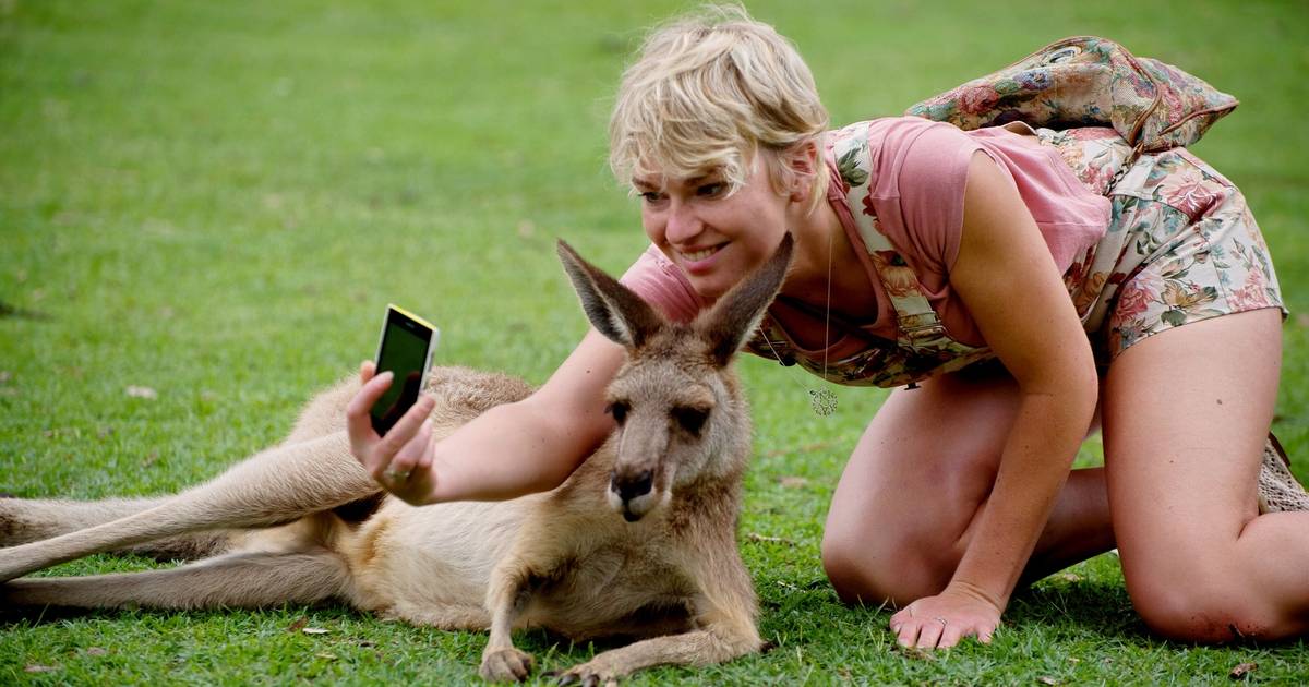 Bioloog Veroordeelt ‘wildlife Selfies Van Toeristen “dit