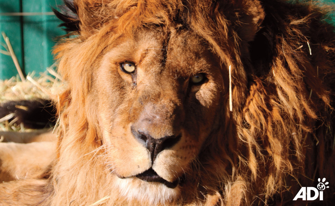 KIJK. Na vijf ellendige jaren in