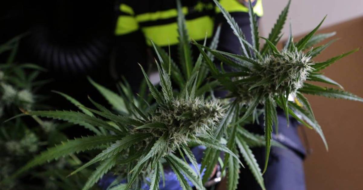 Hennepkwekerij met 1300 planten en 15.000 stekjes ontdekt in Moerstraten