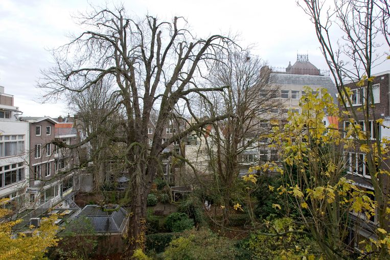 De kastanjeboom die Anne Frank beschrijft in haar dagboek. De ernstig zieke boom waaide in 2010 om. Beeld ANP