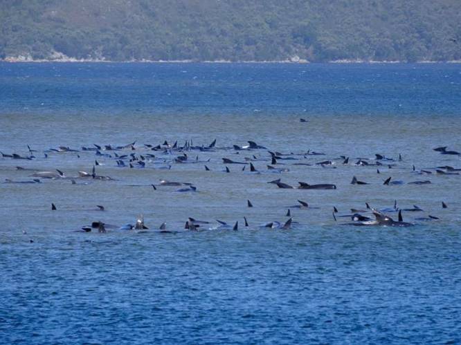 Groep van 250 walvissen vast op zandbank in Australië