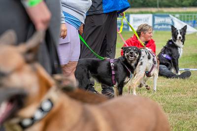‘De snelste hond van Roosendaal’: foutlopers en bliksemschichten