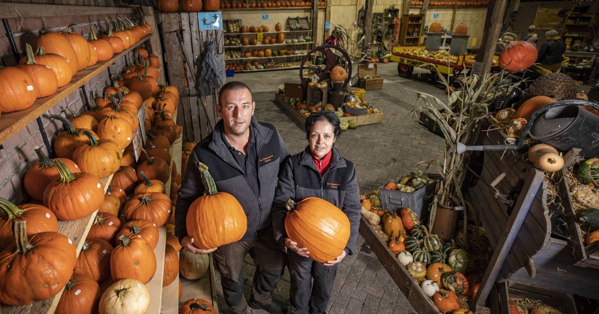 De pompoenen van Ginette en Marc uit Mander zijn beroemd: ‘Ik wilde alleen een moestuintje’