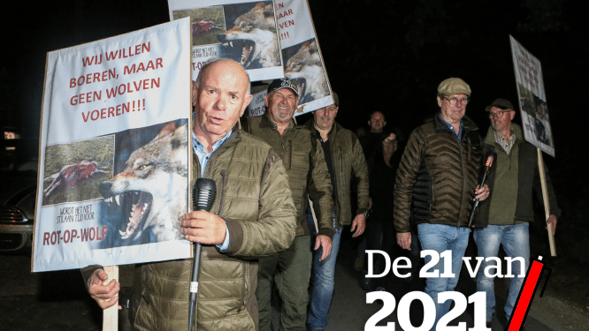 Het jaar waarin wolven écht baas werden in Limburg: afgeslacht vee, een boze fakkeltocht én meer video dan ooit