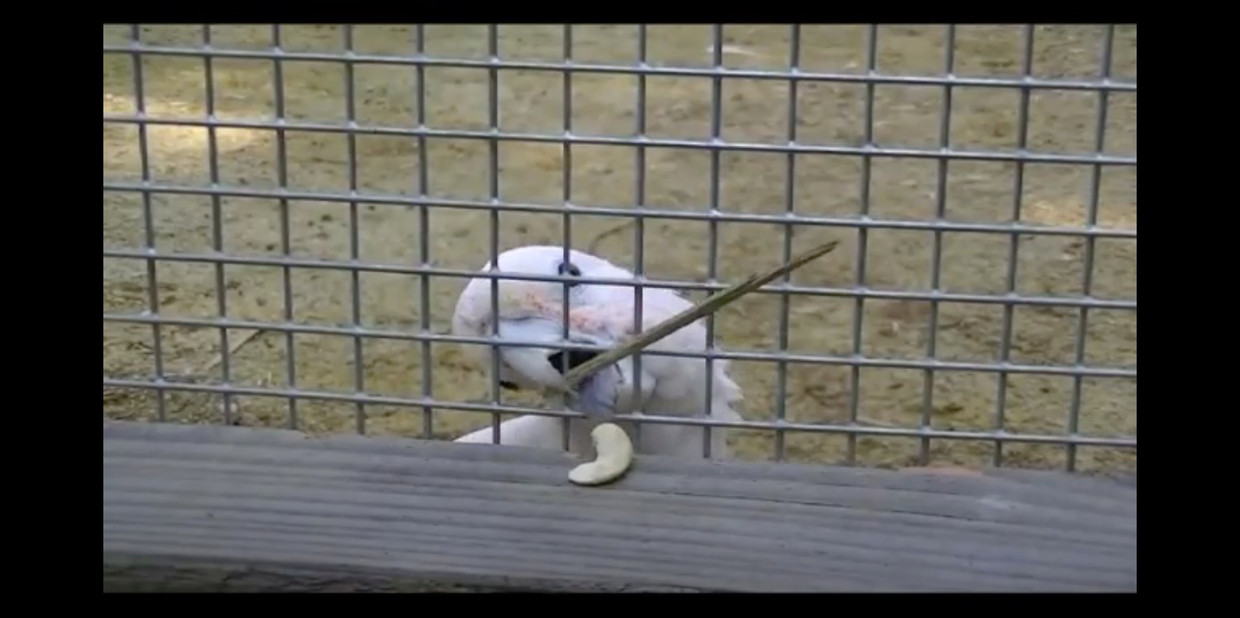 Kaketoe Figaro verzon een manier om hapjes zijn kooi in te trekken. Beeld Stills Youtube