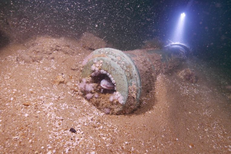 Een van de bronzen kanonnen van de Klein Hollandia: ooit een duur wapen op een oorlogsschip, nu de behuizing van een zeepaling aan de Britse kust. Beeld  James Clark/Rijksdienst Cultureel Erfgoed