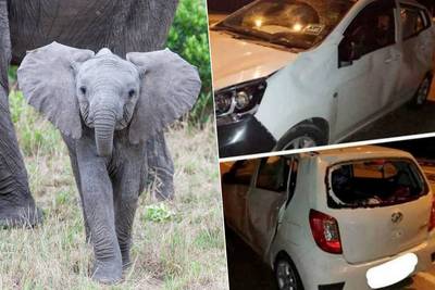 Man rijdt olifantenkalfje aan in Maleisië, kudde vertrappelt zijn wagen
