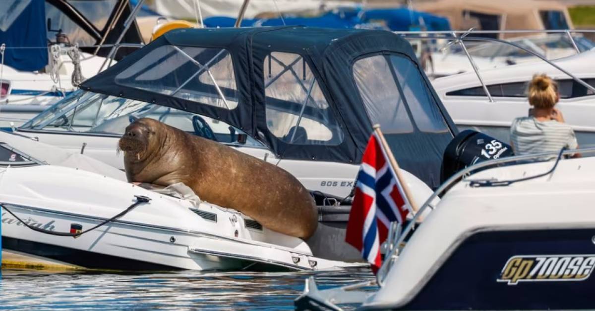 Verbinding verbroken fossiel Gezag Gigantische walrus laat boten zinken: 'Ze is constant gestrest' |  Buitenland | AD.nl