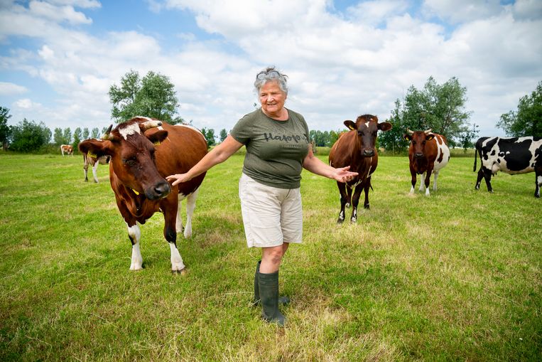 Duurzame veehouder Dittie van Zee: ‘Hoe langer de overheid treuzelt met het stikstofplan, hoe langer boeren moeten wachten met duurzame investeringen’. Beeld Maikel Samuels
