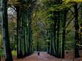 Staatsbosbeheer plant ruim 200.000 extra bomen in Groningen en Drenthe (maar wat is de winst?)