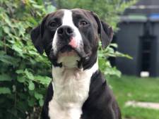 Eikenprocessierups vormt groot gevaar voor honden en daar weet dit baasje alles van: ‘Ik dacht dat ik Ouzo kwijt was’