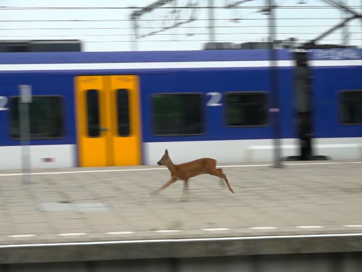 Bijzonder bezoek in Nijmegen: ree huppelt over perrons