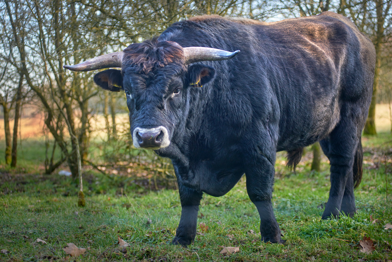 ‘Slachtoffer Maashorst liep na moment van twijfel toch vlak langs stier’ Foto bd.nl