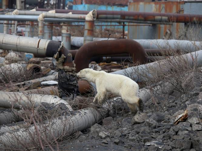 Schrijnend stadsavontuur voorbij: verdwaalde ijsbeer die op afvalberg naar voedsel zocht, gevat