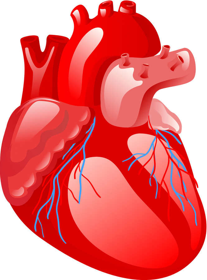 Сердце картинки для детей анатомия