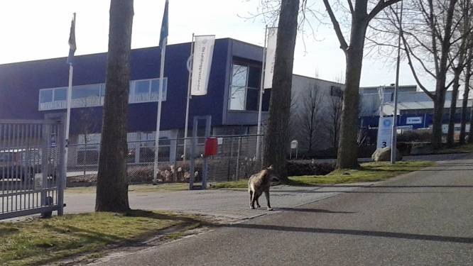 Duitsland opent jacht op 'Nederlandse' wolf