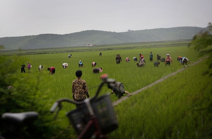 Noord-Koreaanse mannen en vrouwen werken op de rijstvelden van Kangwŏn-do.