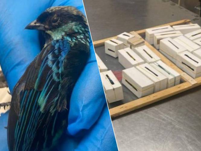 Belg probeert 22 exotische vogels uit Ecuador te smokkelen in doosjes in handbagage