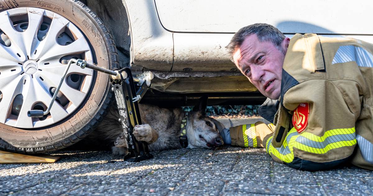 Hond door brandweer onder auto uit gehaald na aanrijding.