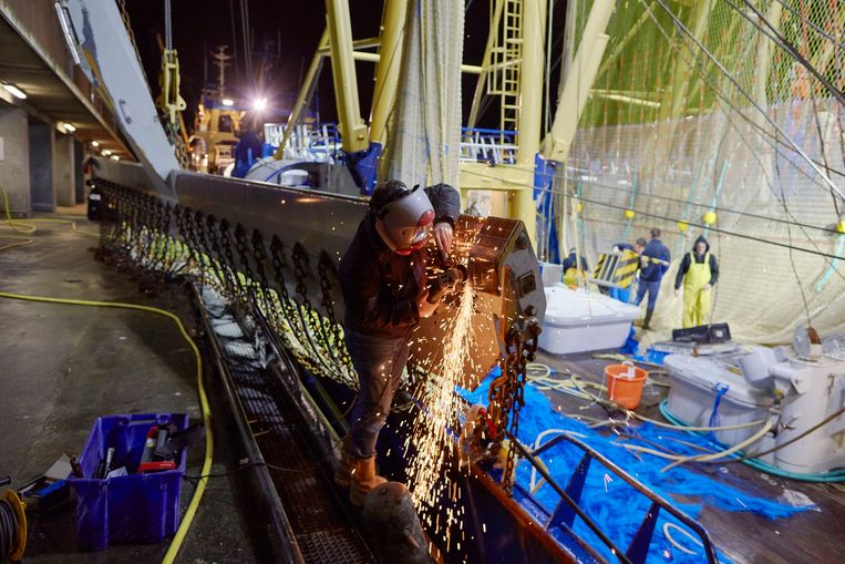 Een visser repareert een pulsvisnet in de haven van Scheveningen.
 Beeld Pierre Crom / Getty Images